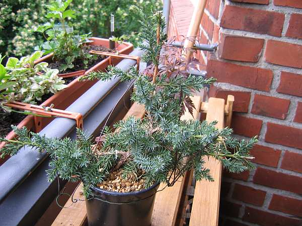 Juniperus1.jpg
