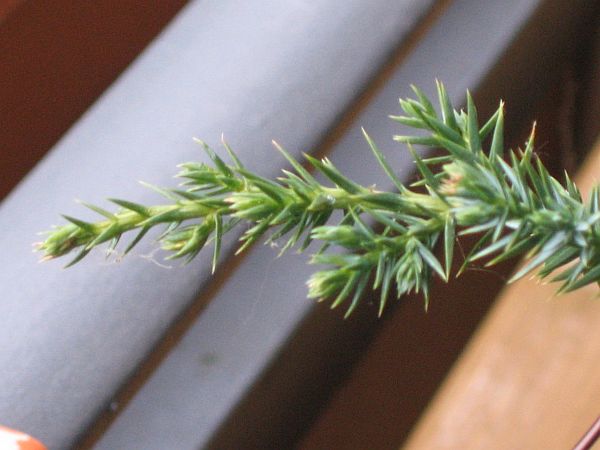 Juniperus2.jpg