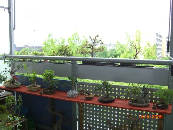 Ich baute dann 2008 um und somit standen die kleinen Schalen nicht mehr in der Mittagshitze in der Sonne, weshalb sie sich nicht mehr so aufheizen können. Der Vorteil besteht jetzt auch darin, dass die Bäume jetzt bei Sonnenaufgang Licht bekommen, in der Mittagshitze im Halbschatten stehen und erst am Abend bekommen die Schälchen und Baumkronen wieder die Sonne ab. Seit dem letzten Jahr hatte ich keine Spinnmilben bei den Ulmen zu beklagen.