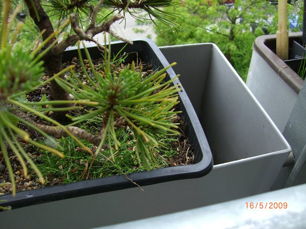 Diese Metallkästen die für Blumenkästen vorgesehen sind, nutze ich jetzt für die Teichpflanzkörbe. Sie passen genau hinein. Da hier die Sonne total heraufknallt, stehen die Nadelgehölze hier Richtig.