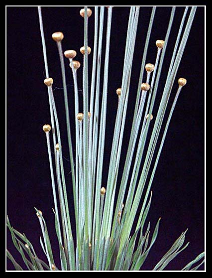 syngonathus chrysanthus 2.jpg