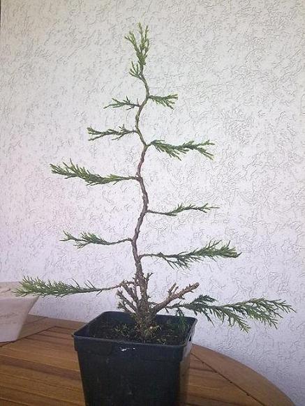 Chinesischer Wacholder