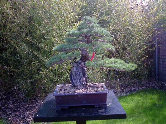 heidelbergmai15.jpg