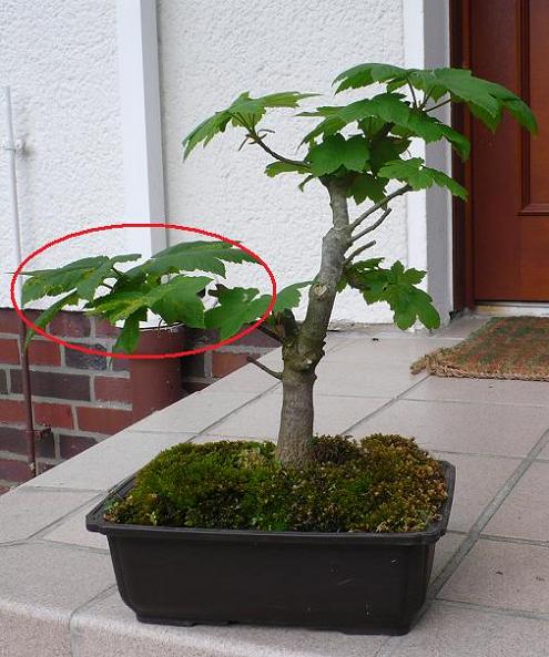 P1040675a.jpg