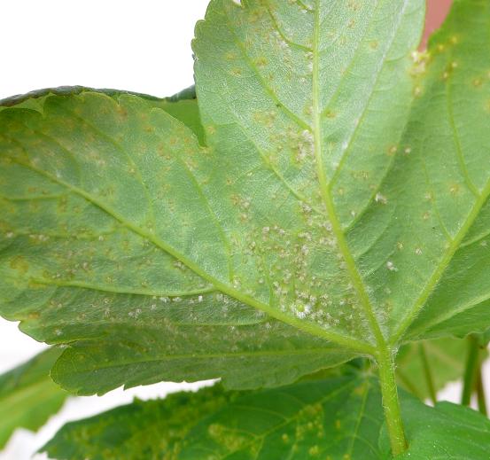 Blatt von unten