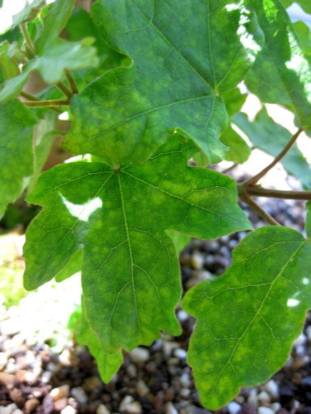 04_20090517.jpg