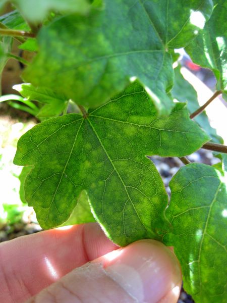 05_20090517.jpg