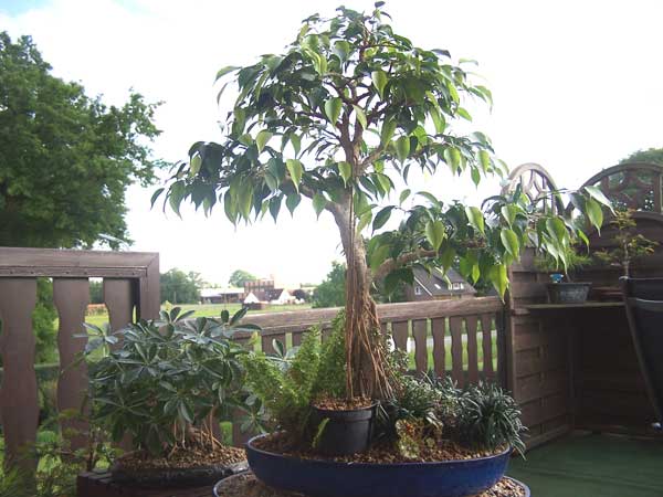 Ficus Benjamina 2009