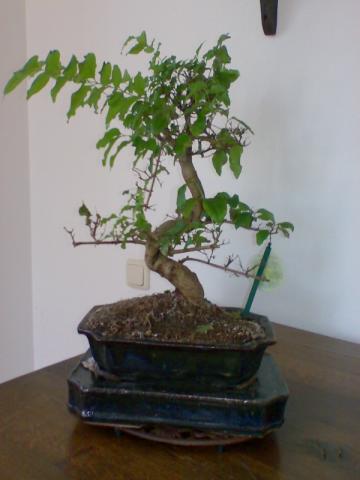 BONSAI JAP. LIGUSTER 20.05.09.JPG