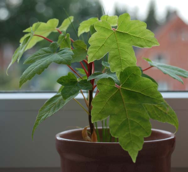 Ahorn im Herbst 2008