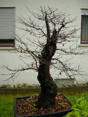 Dicke Berta.jpg