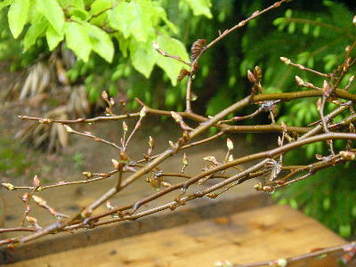 Knospen beginnen aufzuplatzen