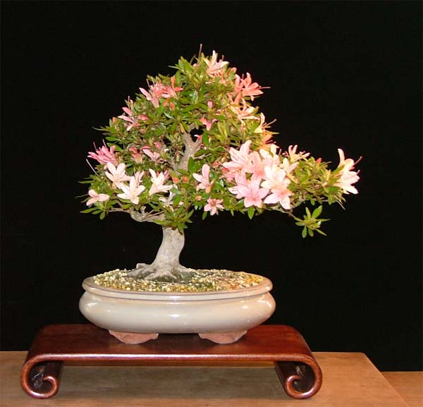 DSCF5158kk.jpg