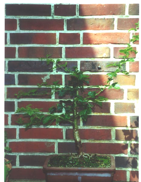Rotdorn_HvG_05_00_k.jpg