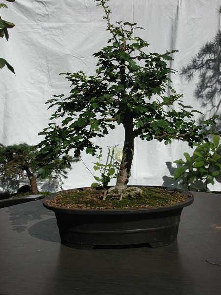 P9100055k.jpg