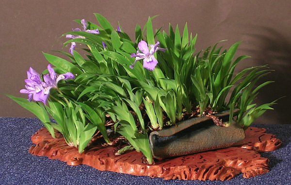 Iris_09-05_2.jpg