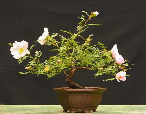 Rosa-Rox.jpg
