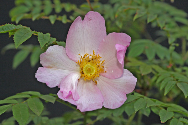 Rosa hitula Blühte.jpg