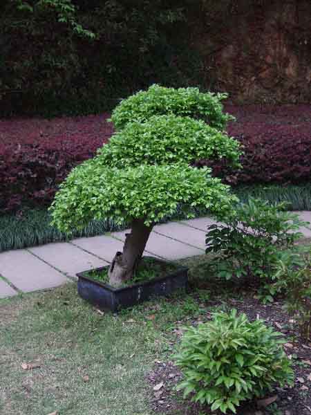 2009-04-06-16_16_42-China-GiM-821_k.jpg