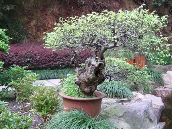 2009-04-06-16_17_02-China-GiM-822_k.jpg