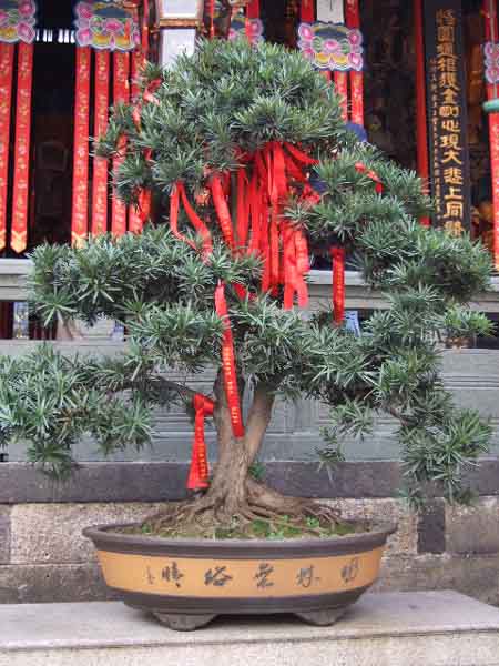 Dieser Podocarpus an einem Tempel dient offensichtlich noch religiösen Bräuchen