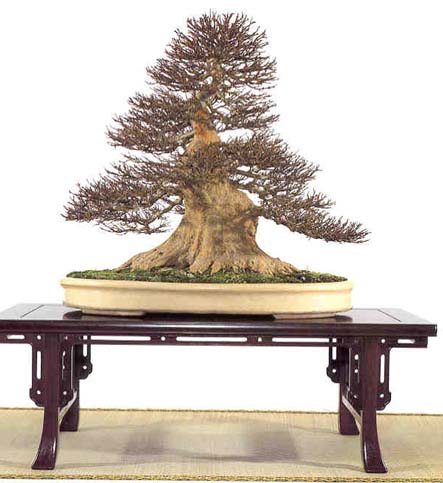 Acer buergerianum1.jpg