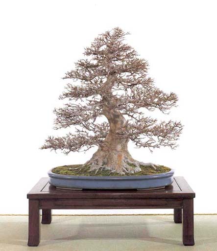 Acer buergerianum.jpg