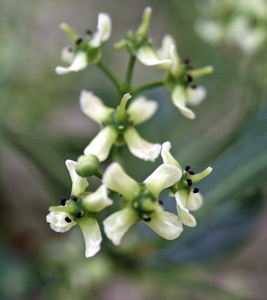 Blüte Pfaffenhütchen.jpg