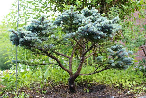 Picea_pungens2.jpg
