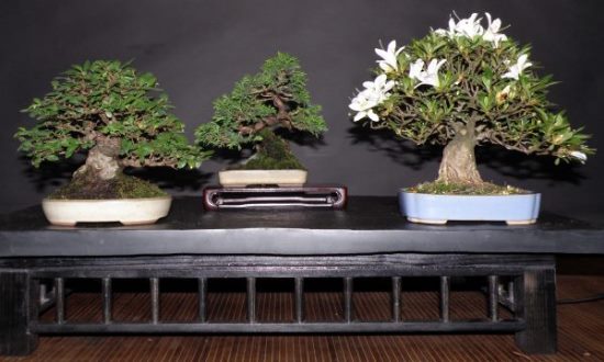 Shohin_Martin_Ulme_Juniperus_Aza-web.jpg