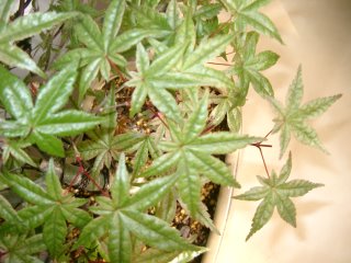 Bonsai 011xx.jpg