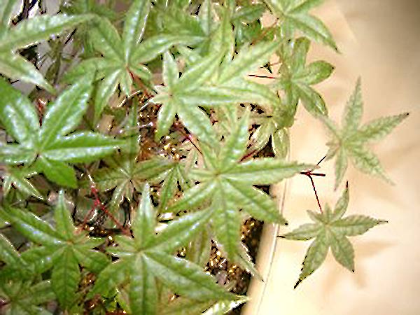 Bonsai-011xx.jpg