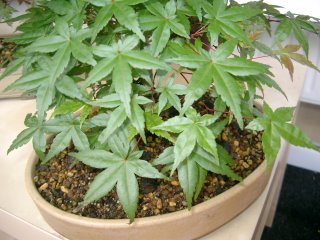 Bonsai 014x.jpg
