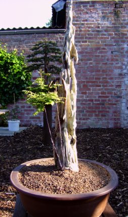 Mammutbaum 01.06.2009 002.jpg