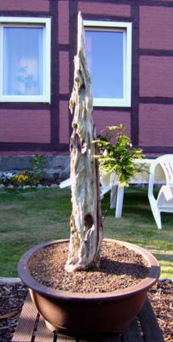 Mammutbaum 01.06.2009 004.jpg