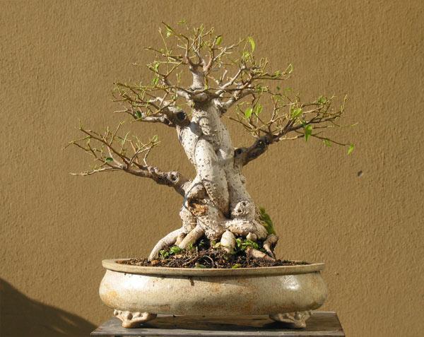 2009_1b_klein.jpg