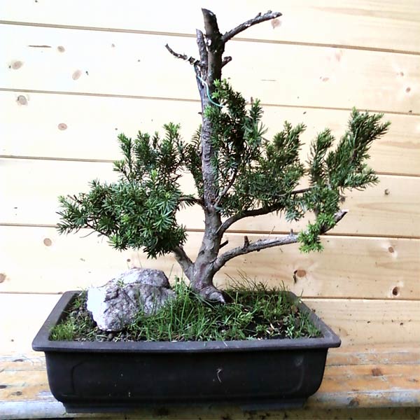 taxus-f.jpg