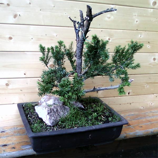 taxus-f-.jpg
