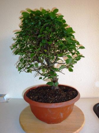 Carpinus vorher.JPG