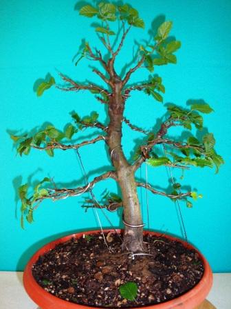 Carpinus nacher.JPG
