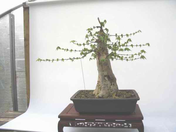 Ahorn 2005