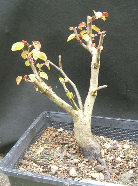 judasbaum2_cercis siliquastrum_20090607_klein.jpg