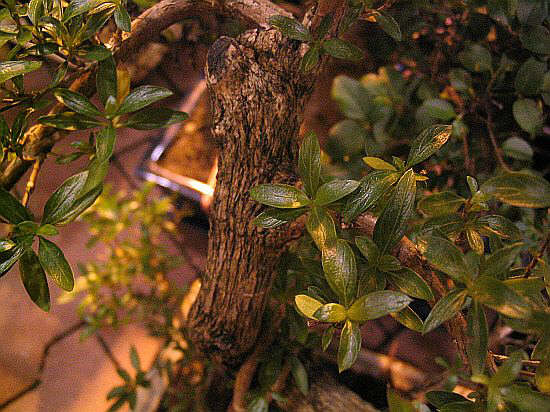 Serissa Stamm.jpg
