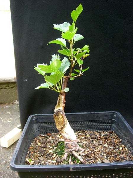 sandbirke_betula_pendula_fastigiata_20090607_links_klein.jpg