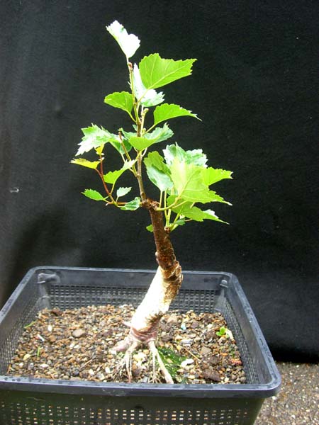 sandbirke_betula_pendula_fastigiata_20090607_rechts_klein.jpg