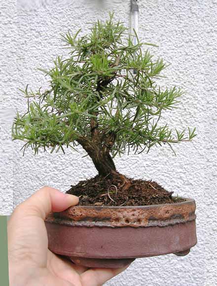 hat sich gut entwickelt Gartenrosmarin