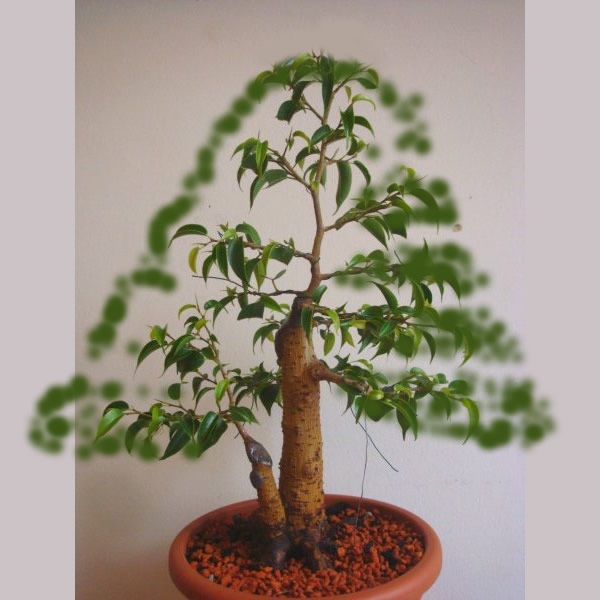 Ficus_virtual_juni_09.jpg