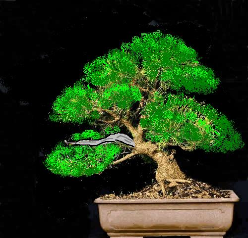 pinus bearb..JPG
