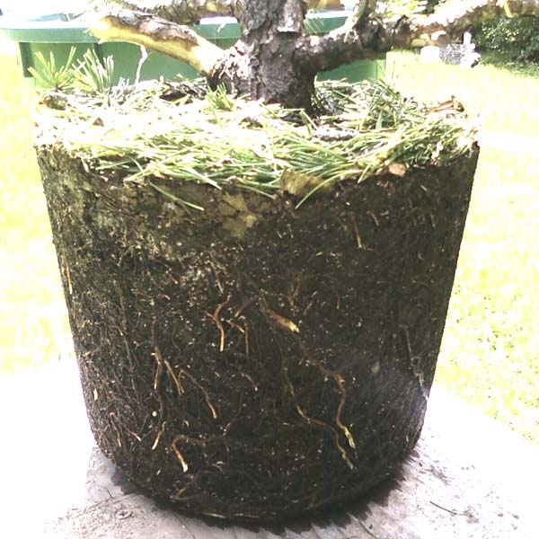 mugo-ballen-hi.jpg