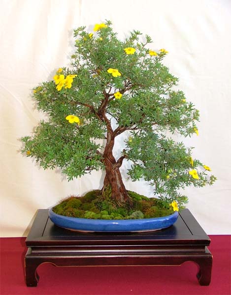 Potentilla